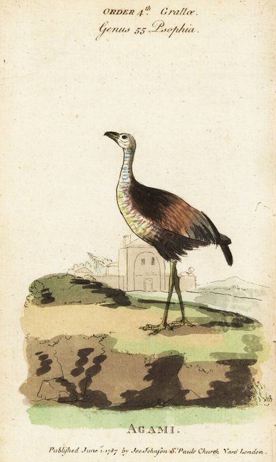 Agami heron by Jacques de Seve