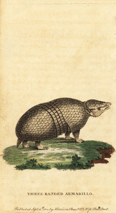 Brazilian Three-Banded Armadillo, Tolypeutes tricinctus (engraving) by Jacques de Seve