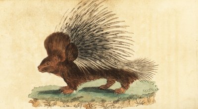 Crested Porcupine, Hystrix Cristata (1800) by Jacques de Seve