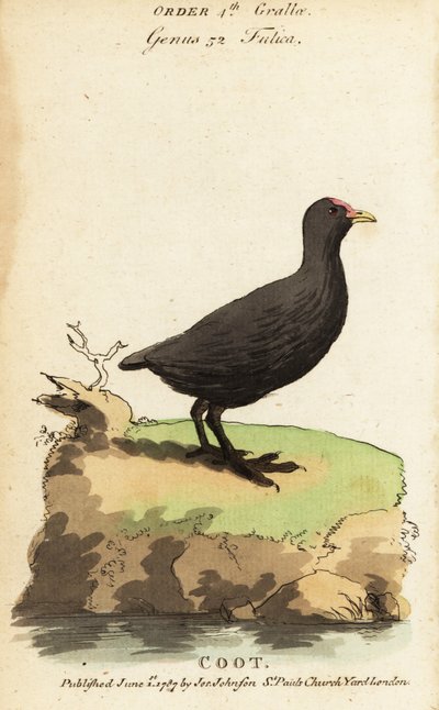 Eurasian Coot, Fulica atra by Jacques de Seve