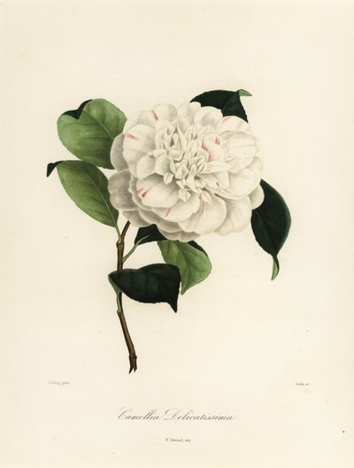 Camellia japonica variety, Camellia delicatissima by Jakob (after) Jung