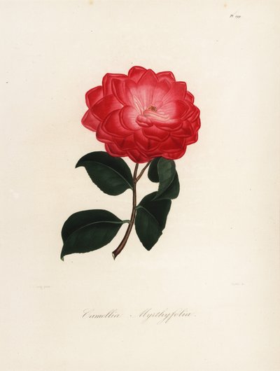 Camellia Japonica Variety, Camellia myrthyfolia by Jakob (after) Jung