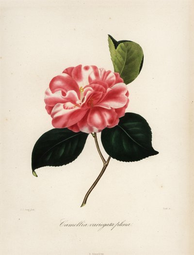 Camellia japonica variety, Camellia variegata plena by Jakob (after) Jung