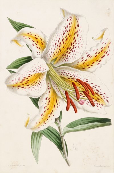Lily, from 