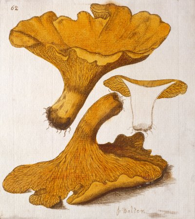 Chanterelle by James Bolton