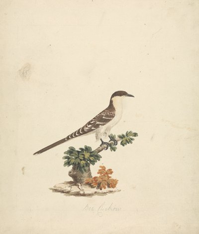 Bee Cuckoo by James Bruce