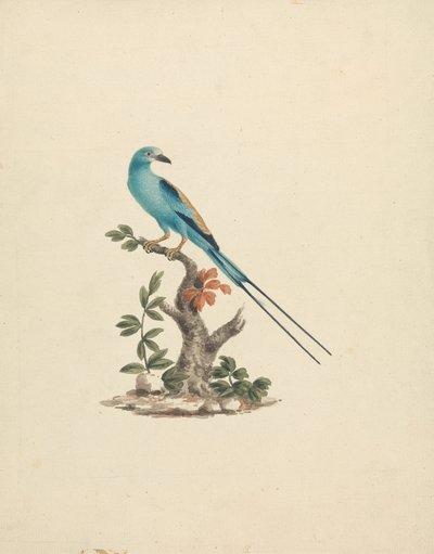 Coracias abyssinicus (Abyssinian Roller) by James Bruce