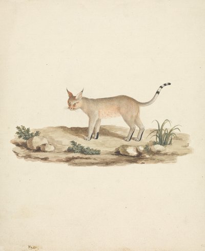Booted Lynx (Felis caligata) by James Bruce