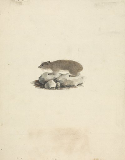 Heterohyrax brucei (Yellow-Spotted Rock Hyrax) by James Bruce