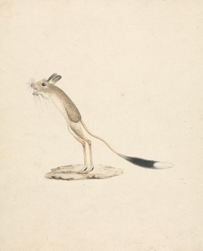 Jerboa by James Bruce