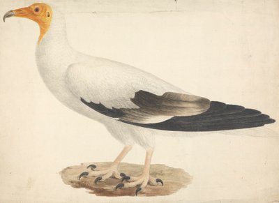 Egyptian Vulture (Neophron percnopterus) by James Bruce