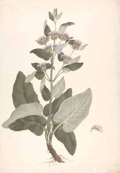 Phlomis herba-venti L. (finished drawing) by James Bruce