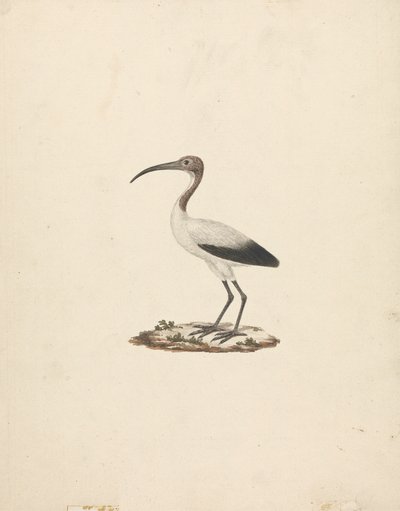 Threkiornis aethiopicus (African Sacred Ibis) by James Bruce