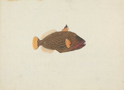 Unidentified Fish by James Bruce