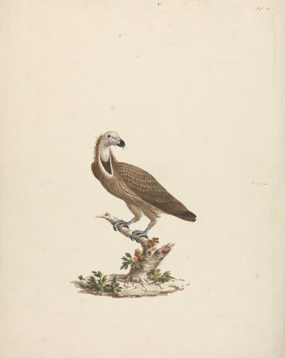 Vulture by James Bruce