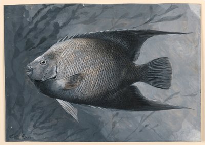 Angel Fish by James Carter Beard