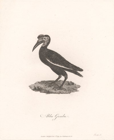 Abba Gumba by James Heath