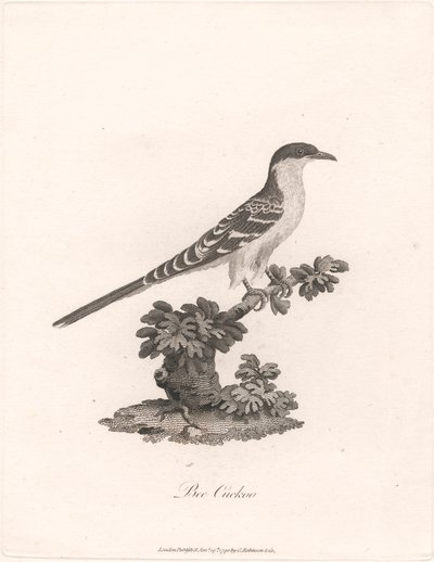 Bee Cuckoo by James Heath