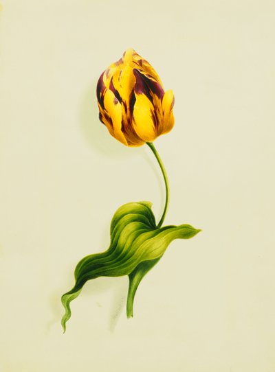 A Parrot Tulip, 1826 by James Holland
