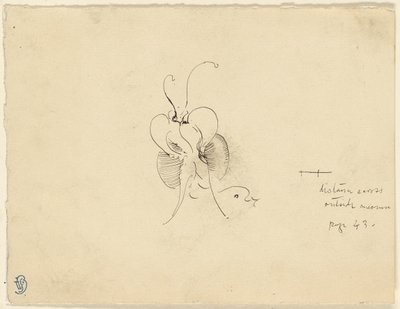 Butterfly by James McNeill Whistler