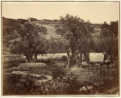 The Garden of Gethsemane by James Robertson