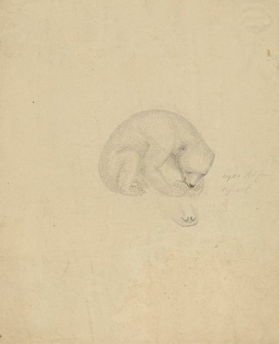 A Bear by James Sowerby