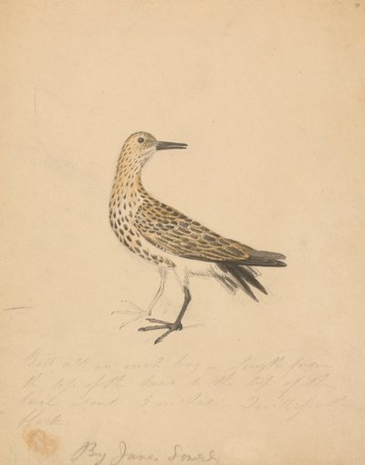 A Bird by James Sowerby