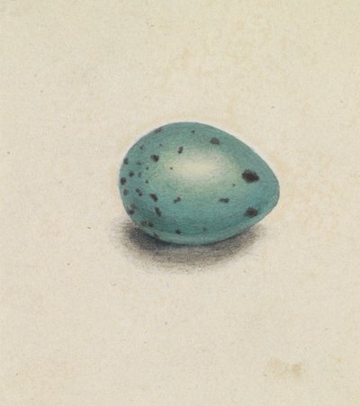 A Bird