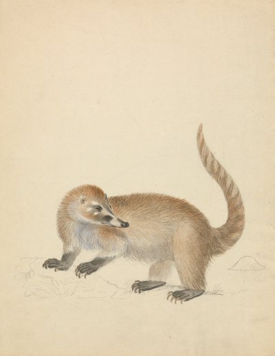 A Coatimundi by James Sowerby