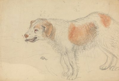 A Dog by James Sowerby