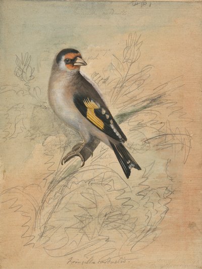 A European Goldfinch by James Sowerby