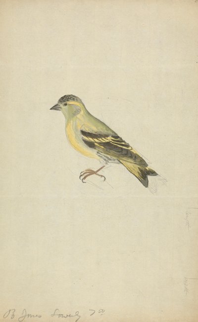 A Finch (Siskin?) by James Sowerby