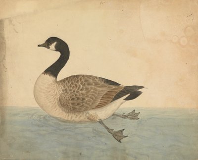 A Goose by James Sowerby