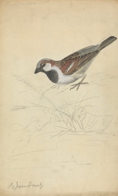 A House Sparrow by James Sowerby