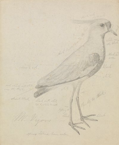 A Lapwing by James Sowerby
