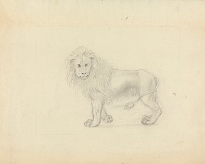 A Lion by James Sowerby