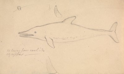A Porpoise? by James Sowerby