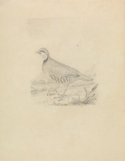 A Quail by James Sowerby