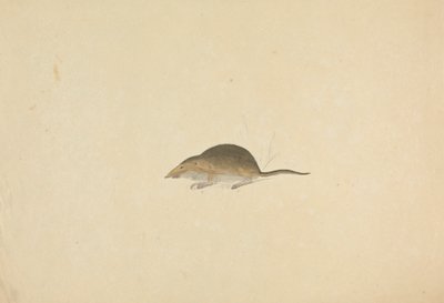 A Shrew by James Sowerby