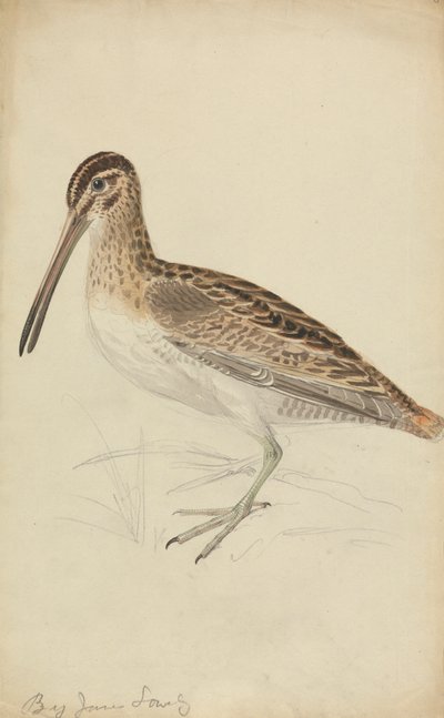 A Snipe by James Sowerby