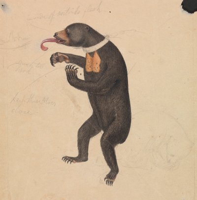 A Sun-Bear by James Sowerby