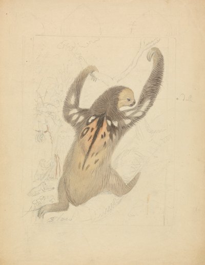 A Three-fingered Sloth by James Sowerby