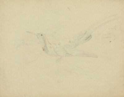 Bird of Paradise by James Sowerby