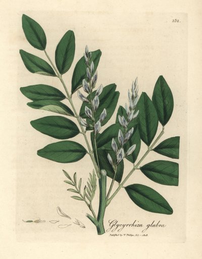 Blue flowered common liquorice, Glycyrrhiza glabra by James Sowerby