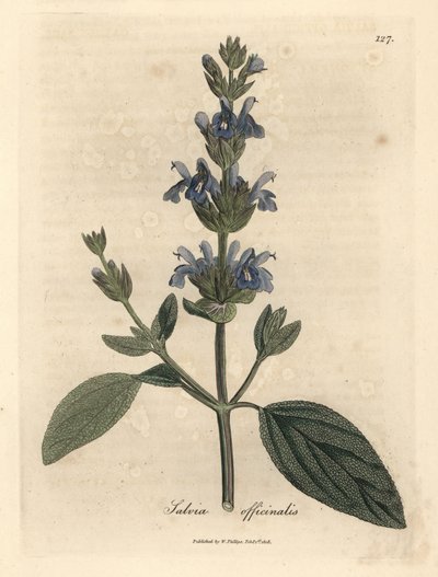 Blue flowered sage, Salvia officinalis by James Sowerby
