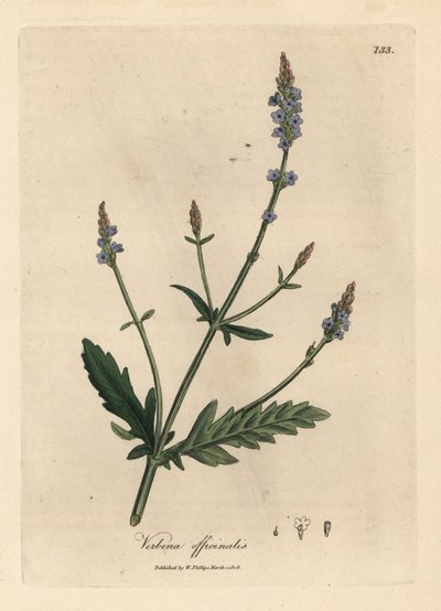 Blue Flowered Vervain, Verbena officinalis by James Sowerby