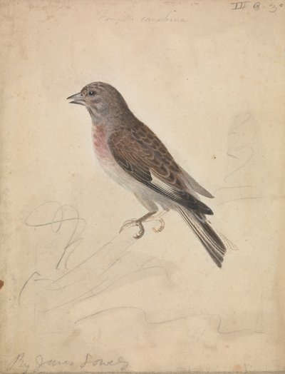 Common Linnet by James Sowerby