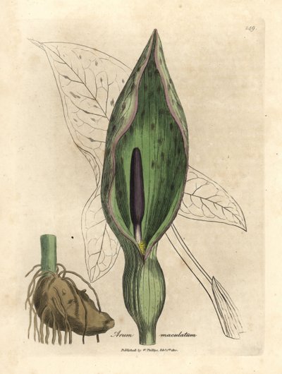 Common arum, Arum maculatum by James Sowerby