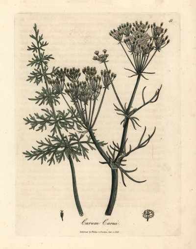 Common caraway, Carum carui by James Sowerby