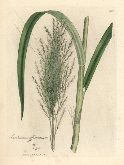 Common sugar cane, Saccharum officinarum by James Sowerby